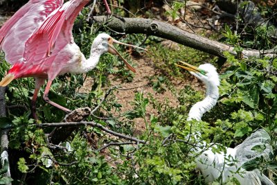 Roseate Spoonbill vs Great Egret_4603.jpg