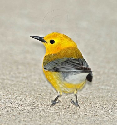 Prothonotary Warbler_4979.jpg