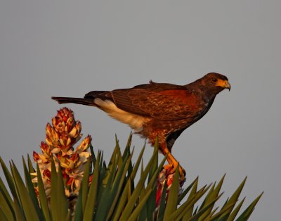 Harris's Hawk on Yucca_6901.jpg