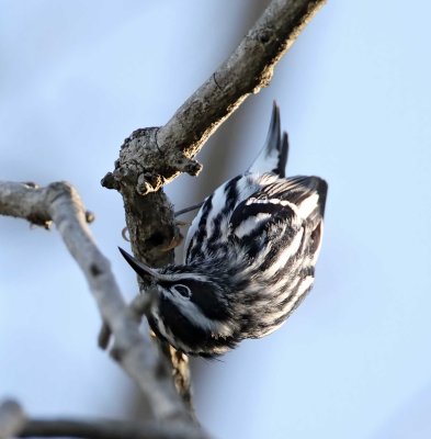 Black-and-white Warbler - male_7654.jpg