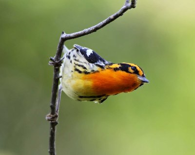 Blackburnian Warbler - male_7382.jpg