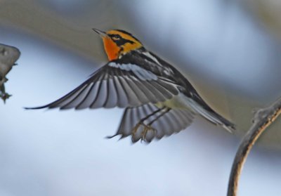 Blackburnian Warbler - male_7651.jpg