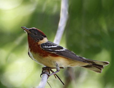 Bay-breasted Warbler - breeding male_8565.jpg