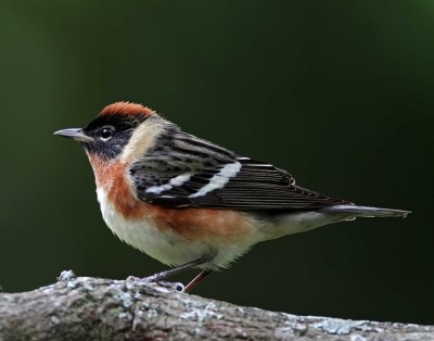 Bay-breasted Warbler - breeding male_0769.jpg