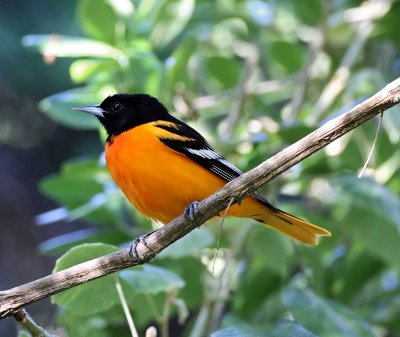Baltimore Oriole - male_9990.jpg