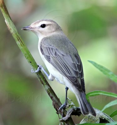 Warbling Vireo_8997.jpg