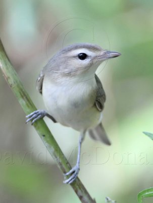 Warbling Vireo_9030.jpg