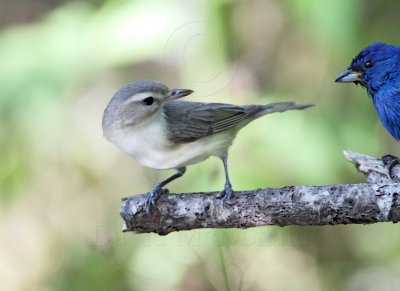 Warbling Vireo vs Indigo Bunting1_9033.jpg