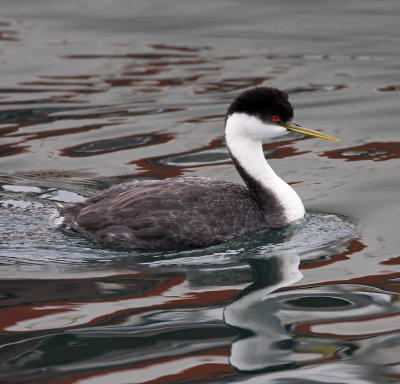 Western Grebe_2490.jpg