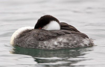 Western Grebe_2395.jpg