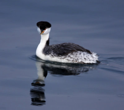 Clark's Grebe - non-breeding_4080.jpg