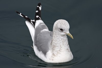 Mew Gull - non-breeding_3871.jpg
