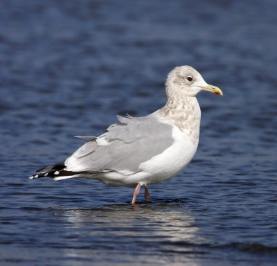 Thayer's Gull - adult non-breeding_2759.jpg