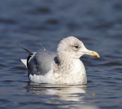 Thayer's Gull -  adult non-breeding_2812.jpg