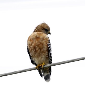 Red-shouldered hawk - California_2515.jpg