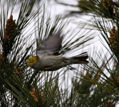 Hermit x Townsends Warbler - female_3994.jpg