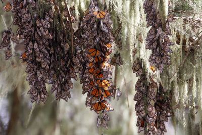 Monarch Butterfly - hibernation PG_3416.jpg