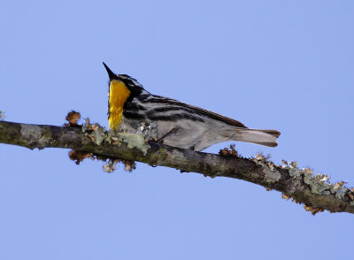 Yellow-throated Warbler 5125.jpg