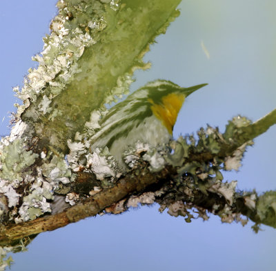 Yellow-throated Warbler_5119.jpg