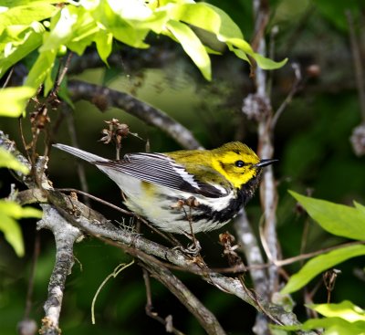 Black-throated Green Warbler - male_4961.jpg