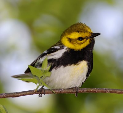 Black-throated Green Warbler - male_4946.jpg