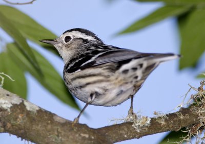 Black-and-white Warbler - female_5162.jpg
