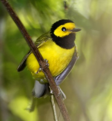 Hooded Warbler - breeding male_5550.jpg