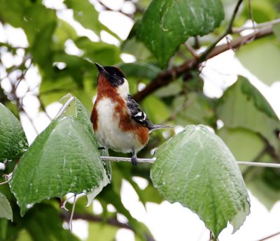 Bay-breasted Warbler - breeding male_6763.jpg