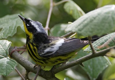 Magnolia Warbler - breeding male_6729.jpg