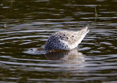 Stilt Sandpiper - breeding_6857.jpg