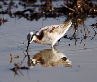 Wilsons Phalarope - female breeding_7680.jpg