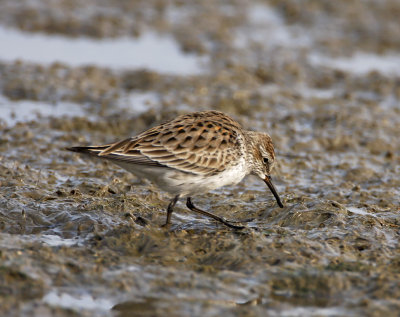 White-rumped Sandpiper_7127.jpg