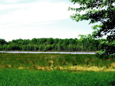 green level wetlands 