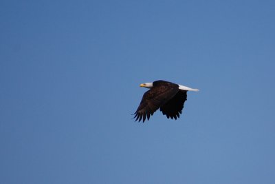 Bald eagle