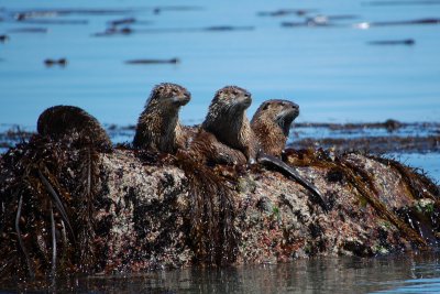 Otter family