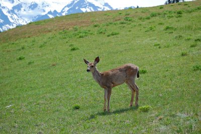 Deer entertain the tourists