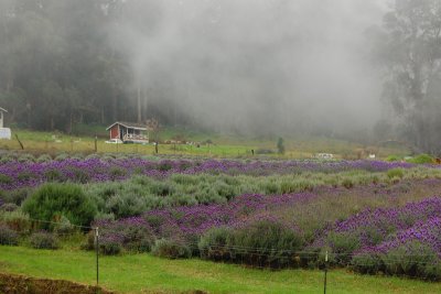 Upcounty lavender garden