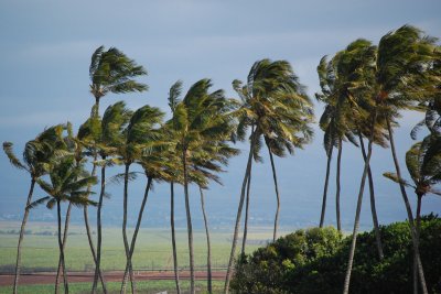  Maui  - April 2008