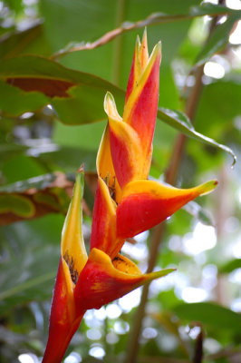 tropical flower