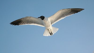 Laughing Gull 2