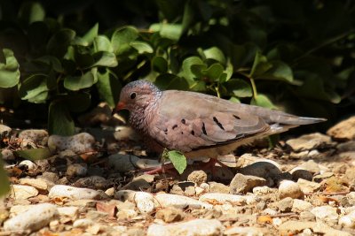 Common Ground Dove