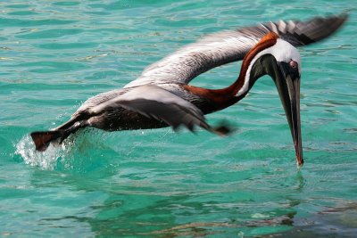 Brown Pelican - Diving