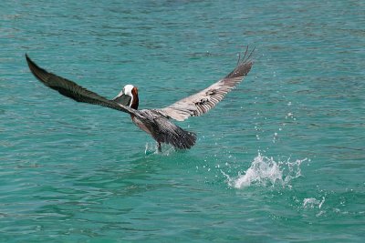 Brown Pelican