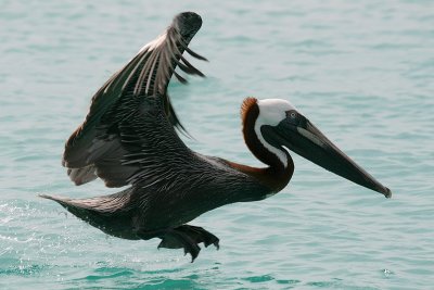 Brown Pelican  - Lift off