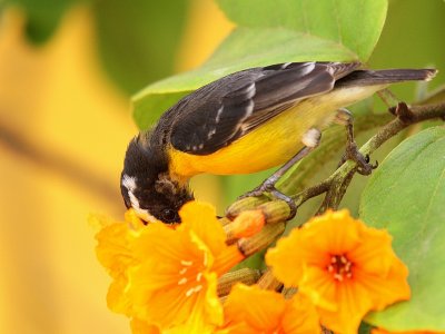 Bananaquit 3