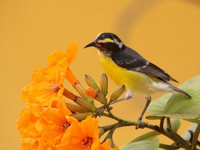 Bananaquit 4