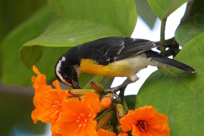 Bananaquit 5