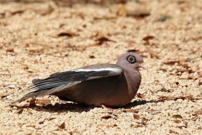 Bare-eyed Pigeon