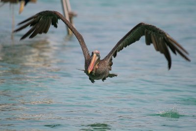 Brown Pelican-6264.jpg