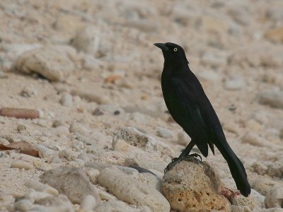Carib Grackle-6234.jpg